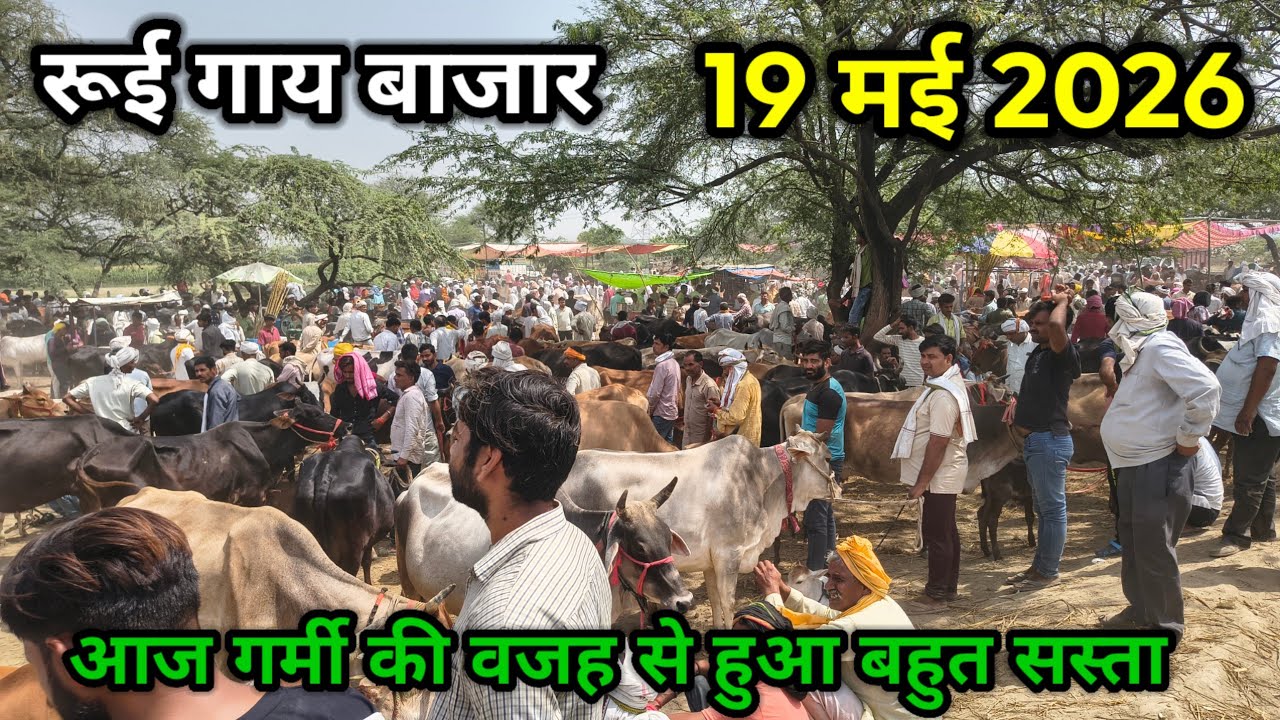 rui gay bajar ll 19 May 2026 ll rui pashu mandi l रूई पशु मंडी ll 30 हजार में 12 ली दूध की गाय खरीदे