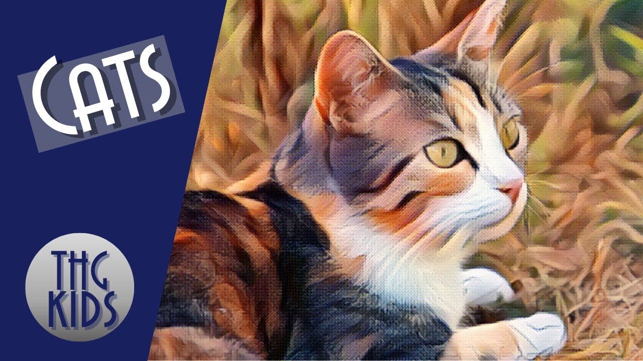 Cats and domestication