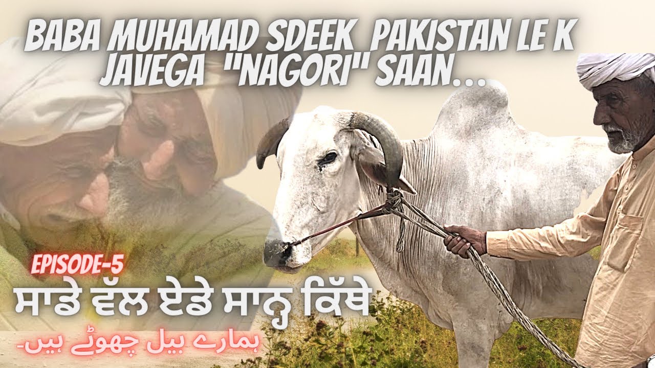 Pakistani Baba likes Nagauri bull ,Mohamad Sdeek nu pasand Nagauri Saan #khabaraab