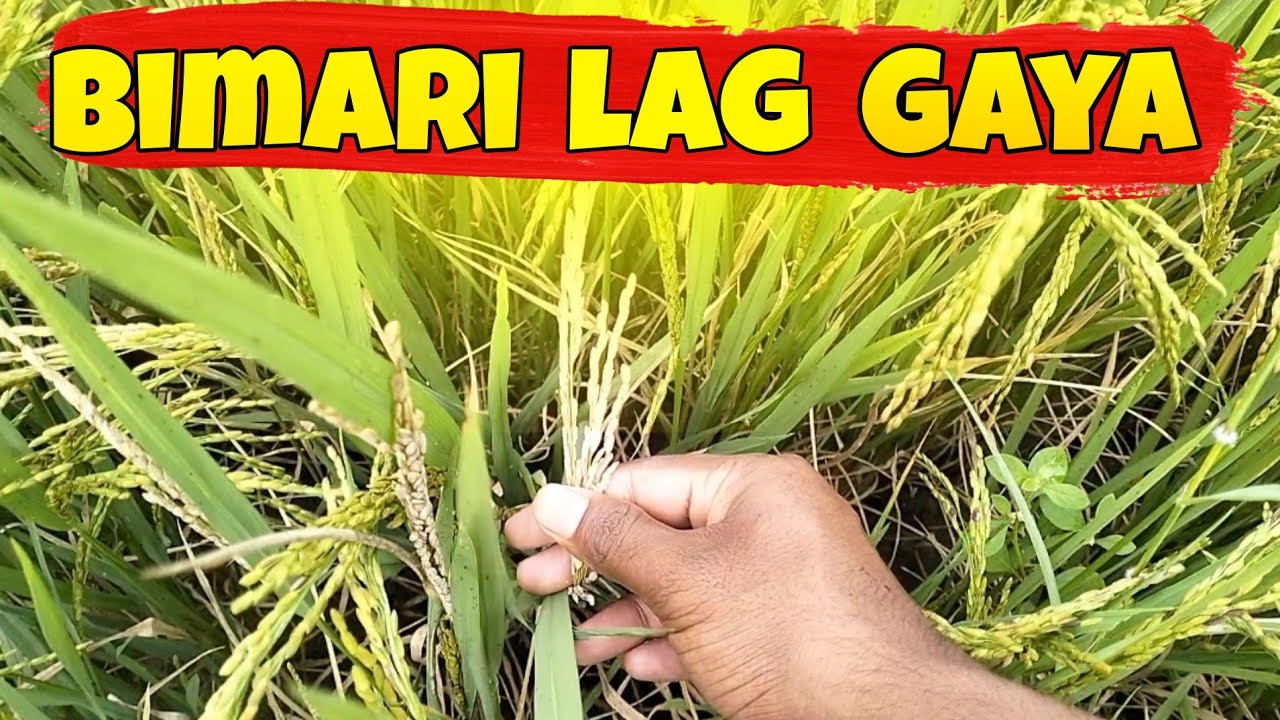 नुकसान ho gya 😭 #dailyvlog