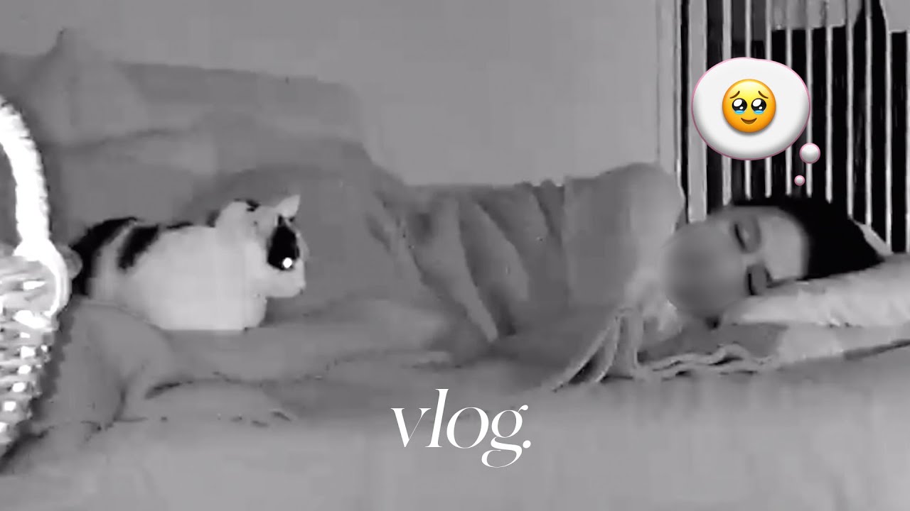모네가 내 다리 위에 앉았다 🛌 천방지축 냥초딩∙본격 합사 준비🚪 집사 일상 브이로그 vlog