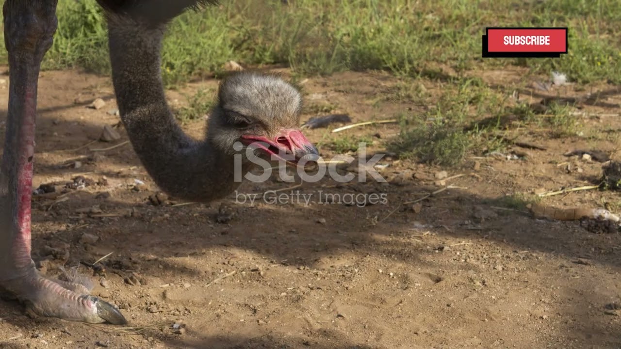 ركوب النعامة 🤠🐦