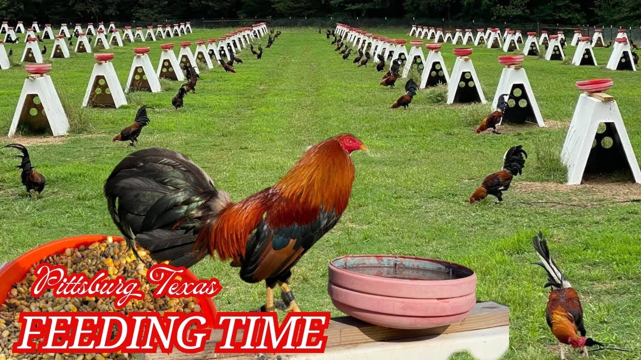 Beautiful View Big Farm Texas USA - Feeding Time Free Range Shape Outdoor Chicken Coop 🇺🇸