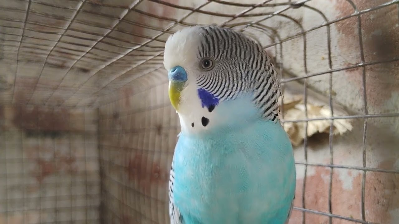 Today I made a mini vilog of the birds #minivlog #subscribe #shorts #birds 