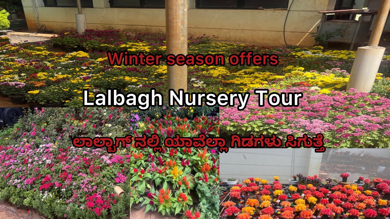 Lalbagh nursery tour / best nurseries in Bangalore