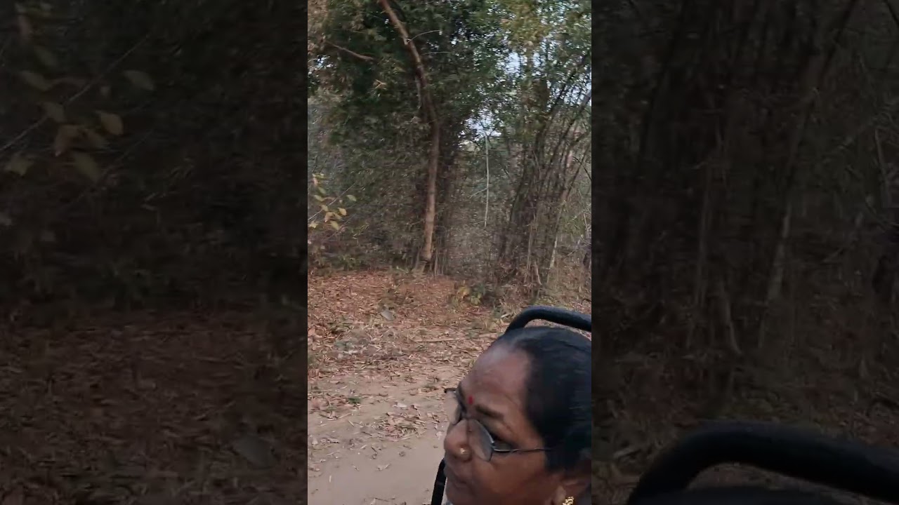 Amazing Karva Jungle Safari | Chandrapur Jungle Adventure