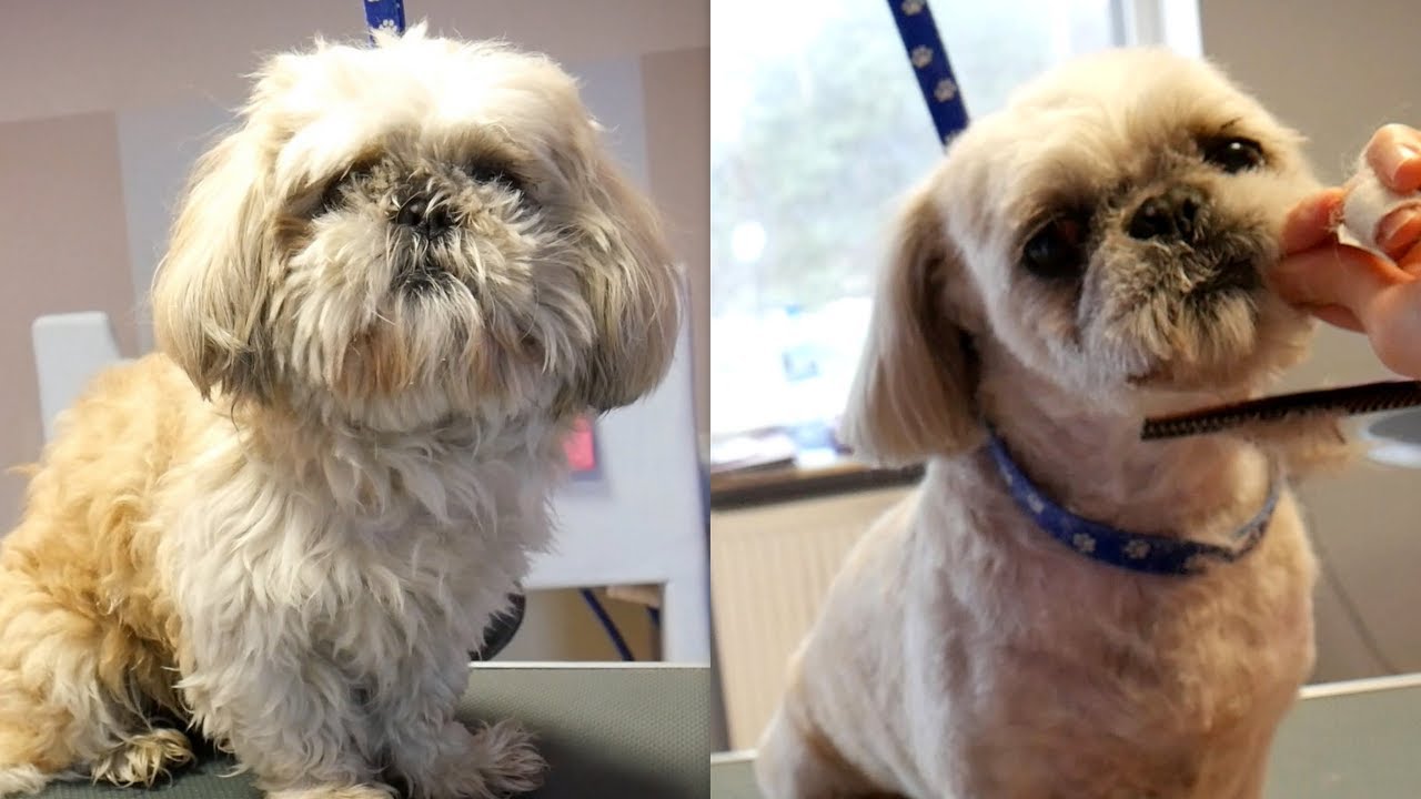 PetGroooming - Ooops! Fix me please! Full Grooming Shih Tzu