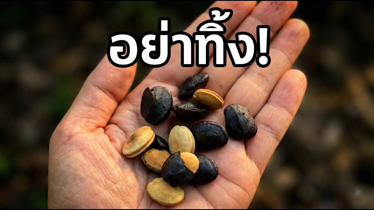 อย่าทิ้งเด็ดขาด! เมล็ดมะขาม วิธีง่ายๆเปลี่ยนเป็นเครื่องดื่มสุดว้าว | Nava DIY