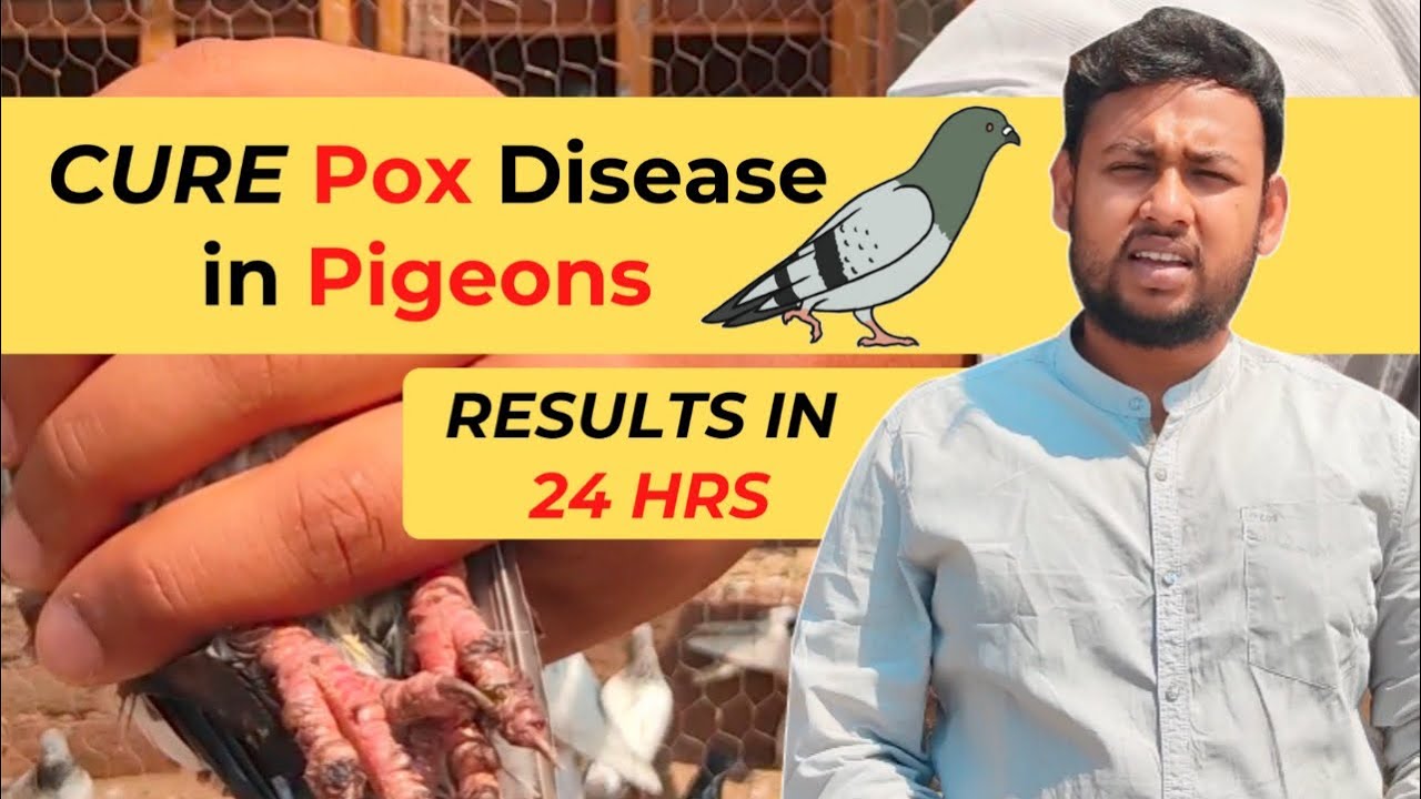 Treatment To Pox In Pigeon | Kabootar Mai Pox/ Dane Ka Desi Ilaj