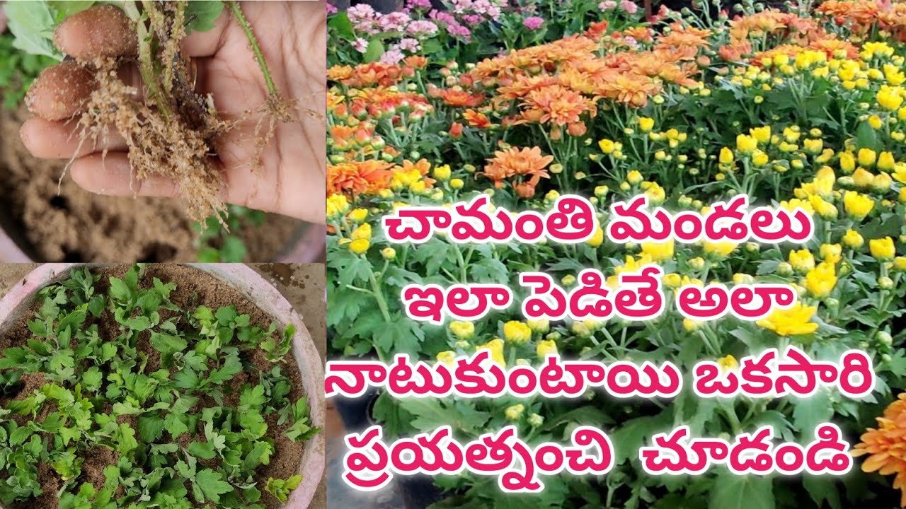 chamanthi plant care in telugu | chamanthi plant cuttings | chrysanthemum cuttings #chamanthi