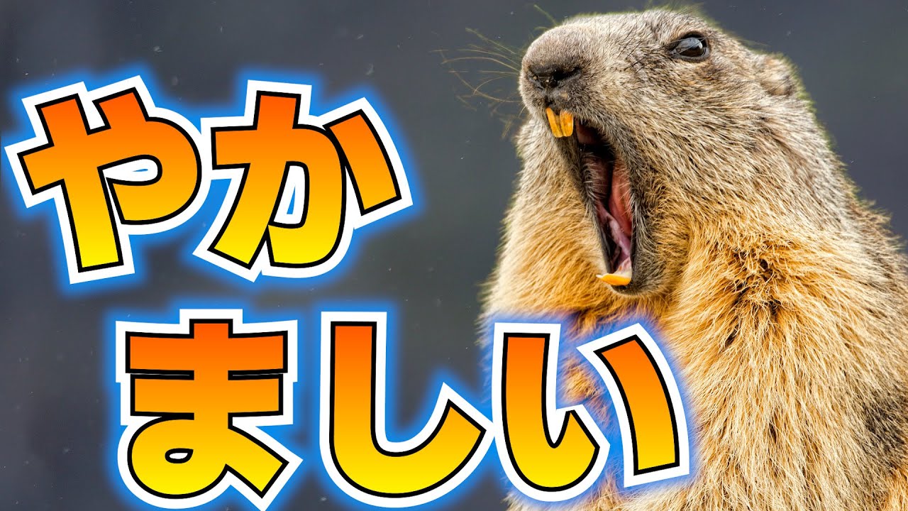 マーモットの気合いが凄すぎる