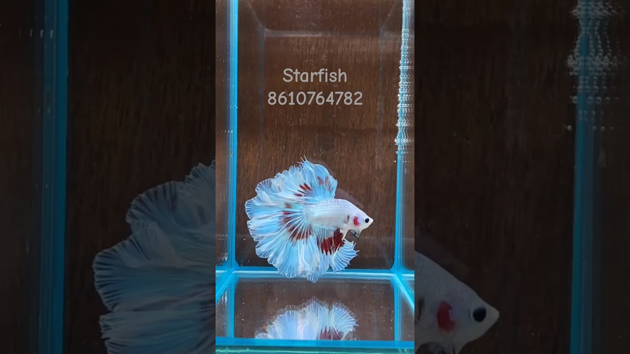 full moon  betta fish  full White colour Fighter fish #trending #shortvideo #fish