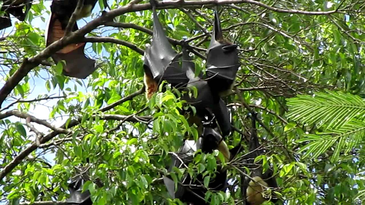 Vleermuizen in een boom in Cairns / Bats in Cairns
