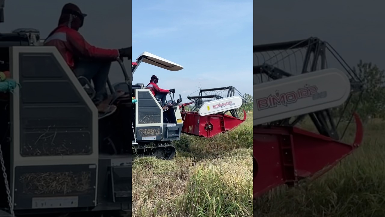 Kombi Terbaru Maxxi Bimo 102 SS V90 #combineharvester #kombipadi #kombisawah #combisawah #shorts