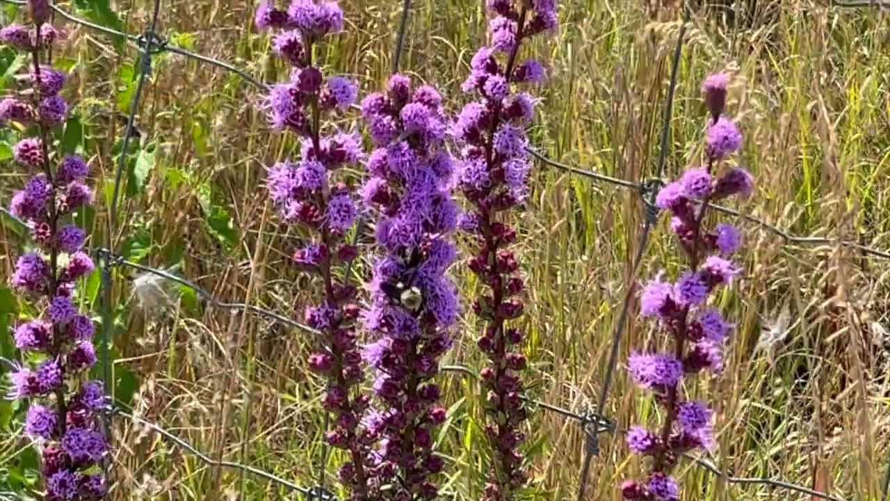 Northerly Island