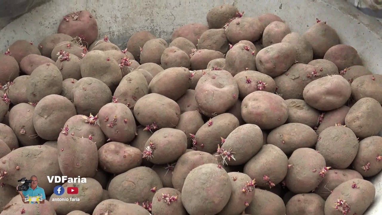 Dia de Semear Batatas na Fajã São João