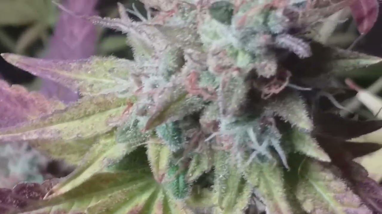 New strain, Tropical OG @cannacribsRandD