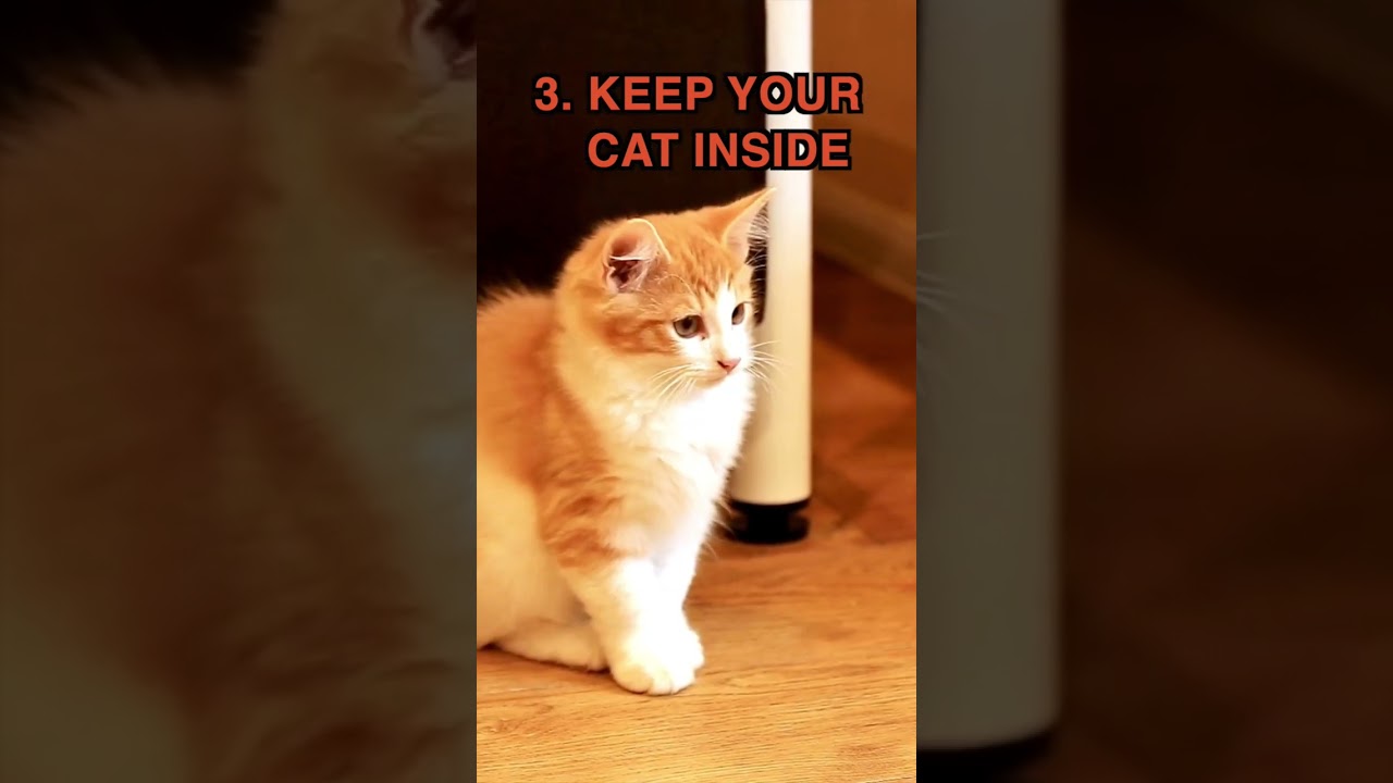 Halloween Safety Tips For Cats | Two Crazy Cat Ladies #cats #halloween #cattips