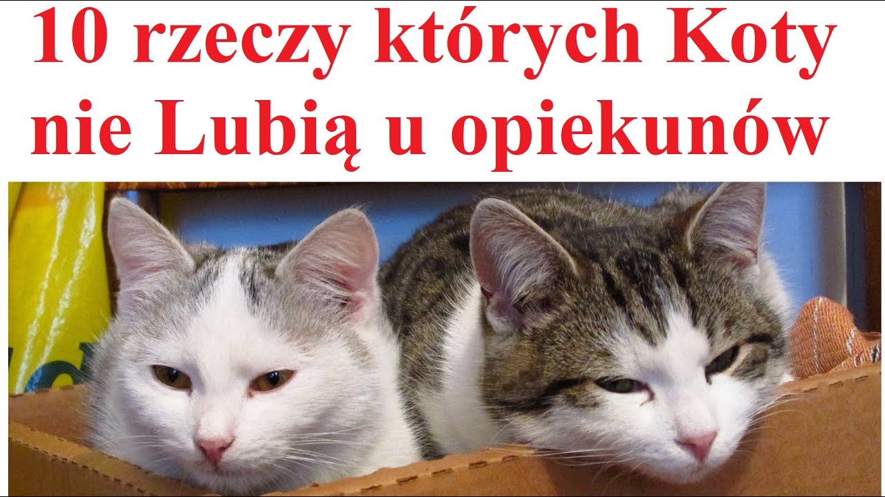 10 rzeczy których Koty nie lubią u Opiekunów