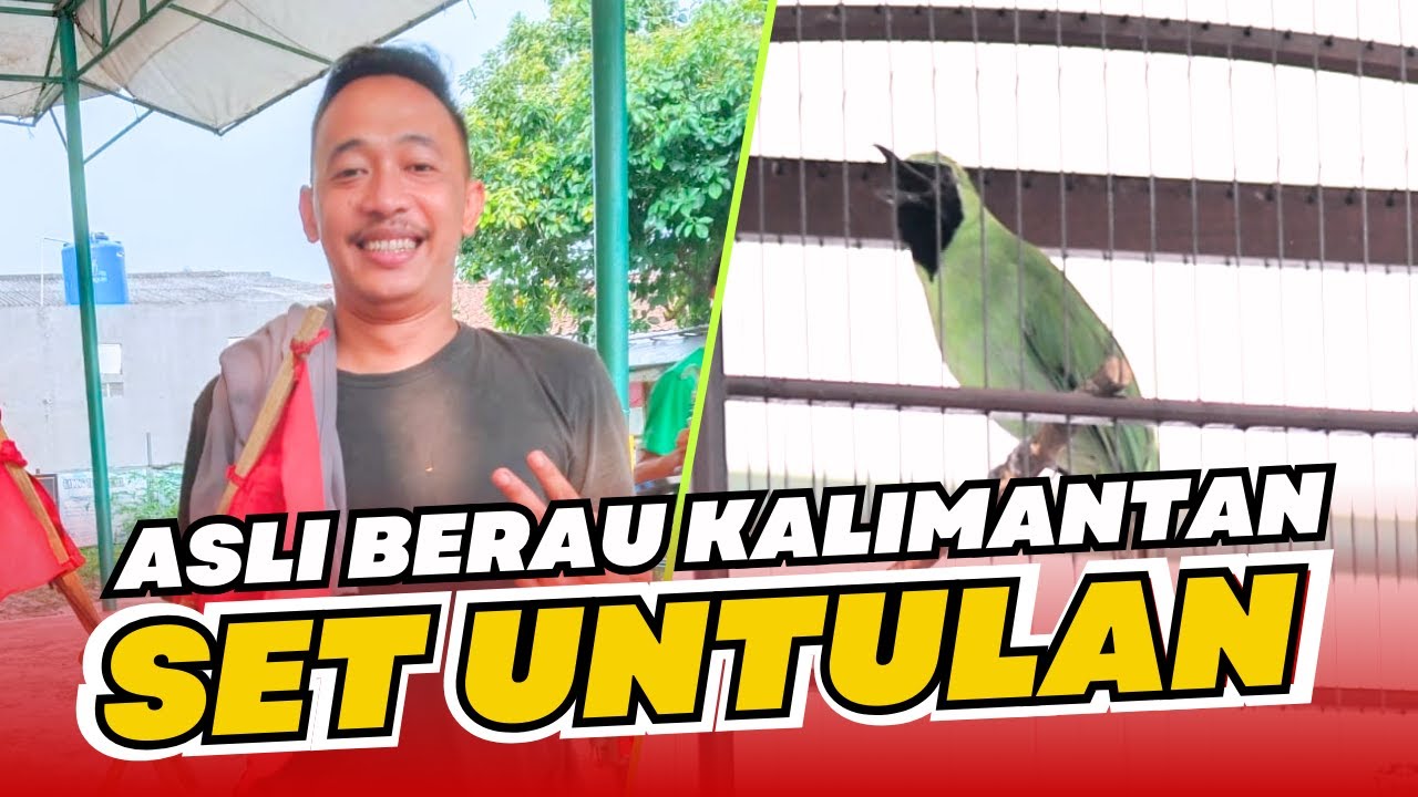 CUCAK IJO KALIMANTAN cak ijo berau kalimantan untulan cucak ijo settingan untulan betina HoBi ID