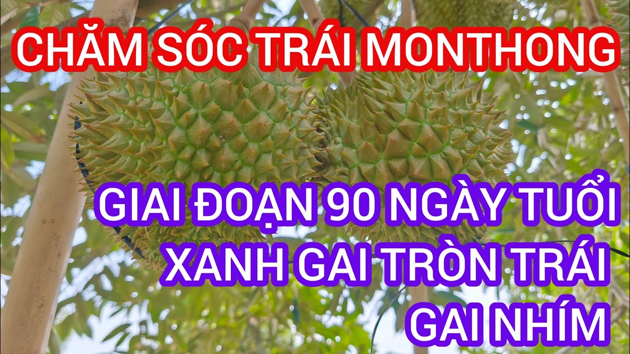 Giai đoạn trái 80-90 ngày tuổi trái lớn nhanh và đạt cực đại cần cung cấp dinh dưỡng hợp lý.