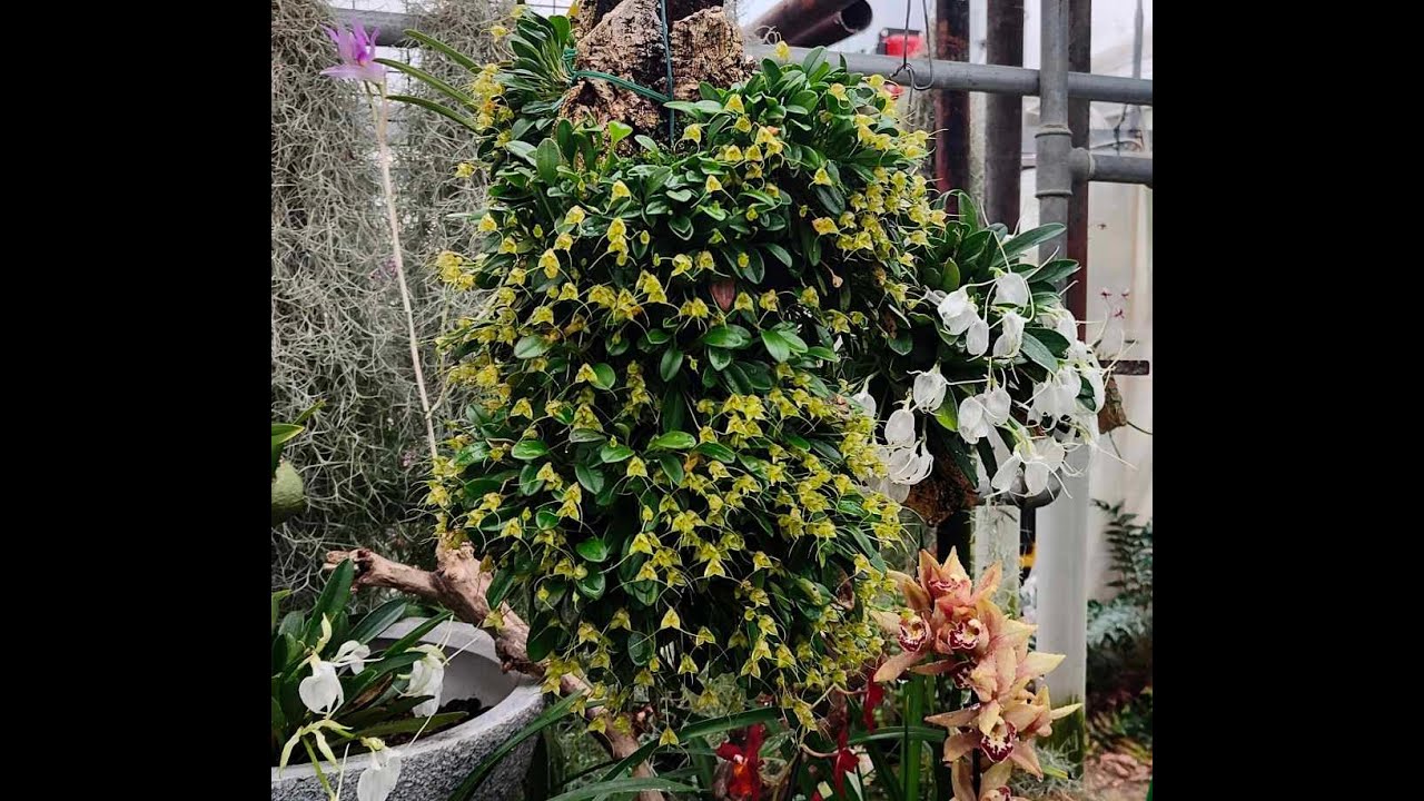 gigantesco zatterone di Masdevallia nidifica, sempre meglio sentire anche l'altra campana