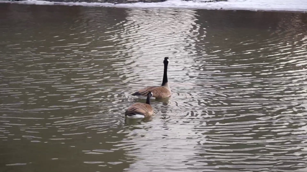 Geese fight