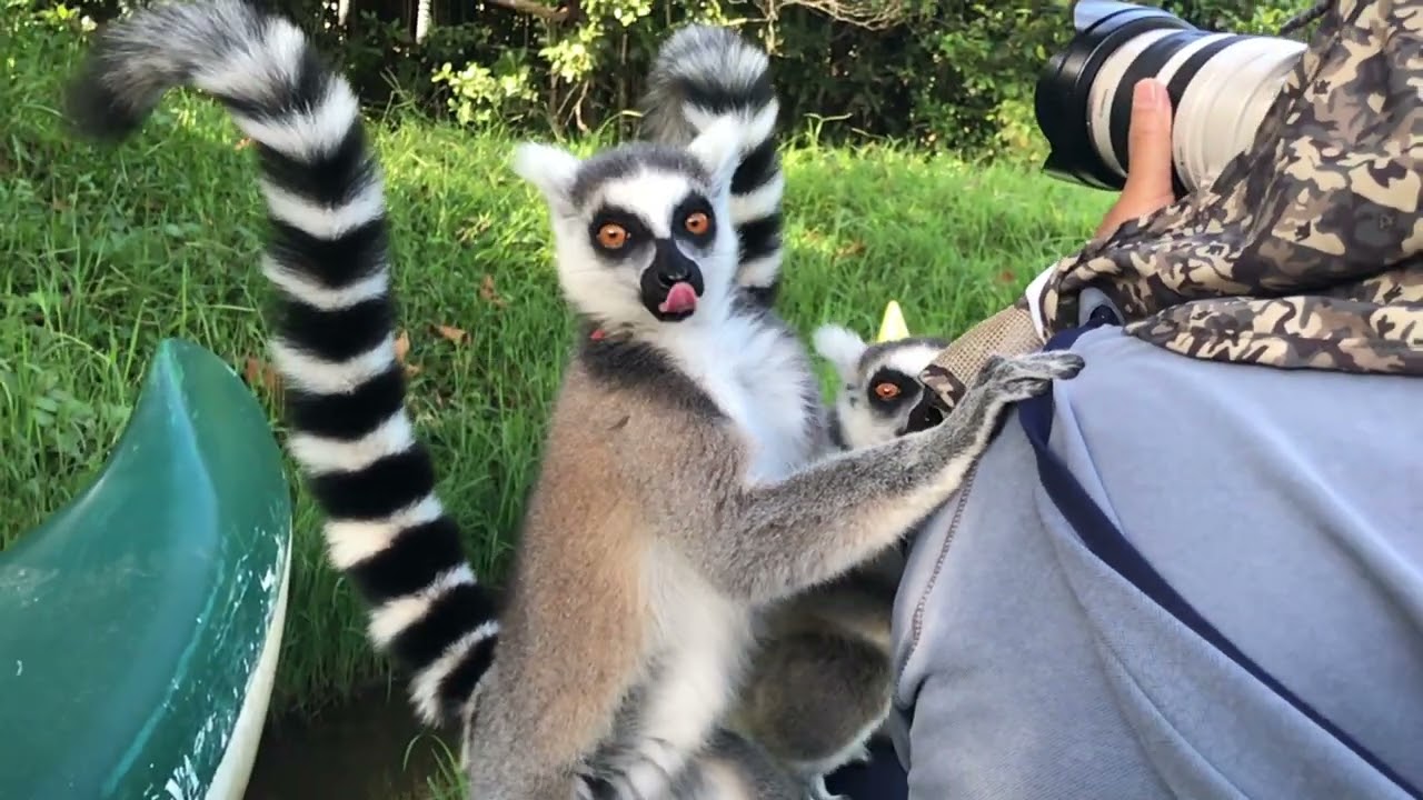 Personal Space? Never Met Her - Says This Licking Lemur
