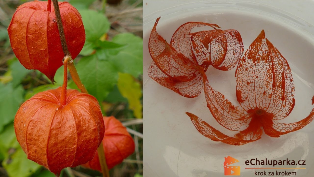 Jak pěstovat mochyni židovskou třešeň. Physalis alkekengi
