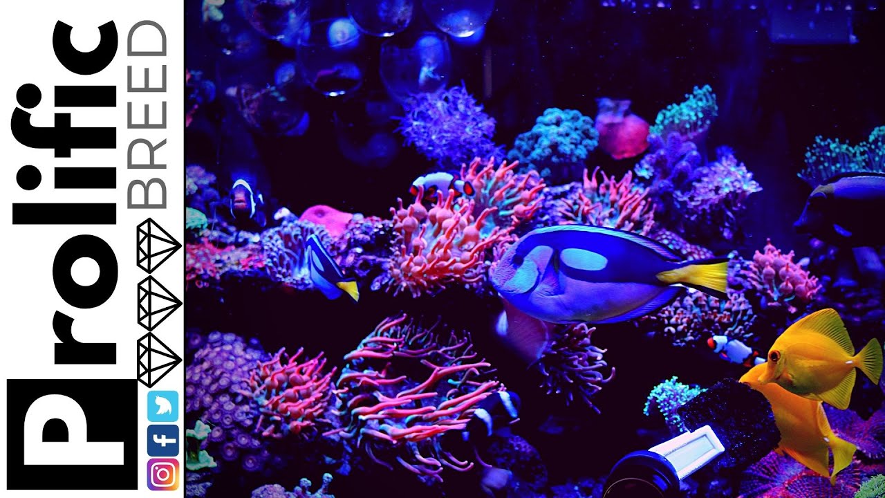 RED SEA REEFER 350 REEF TANK UPDATE