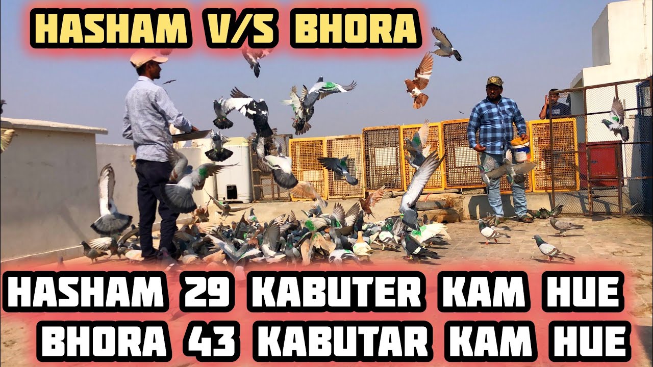 Hasham 29 kabuter kam hue | Bhora 43 kabutar kam hue | 400 Naw kabutaro k ladaiyan | gole kabutaron
