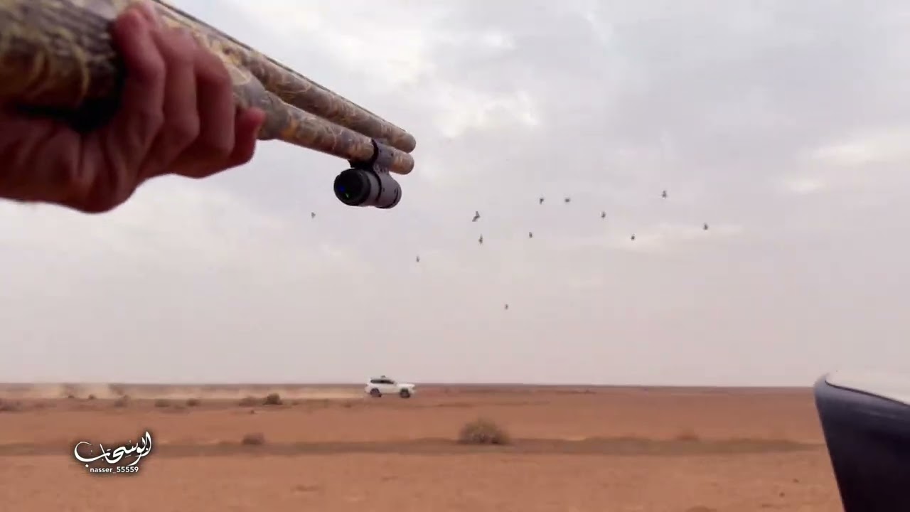 مقناص ( جوني ) كدري 8 / 9 / 1446هـ / شهر مارس 2025