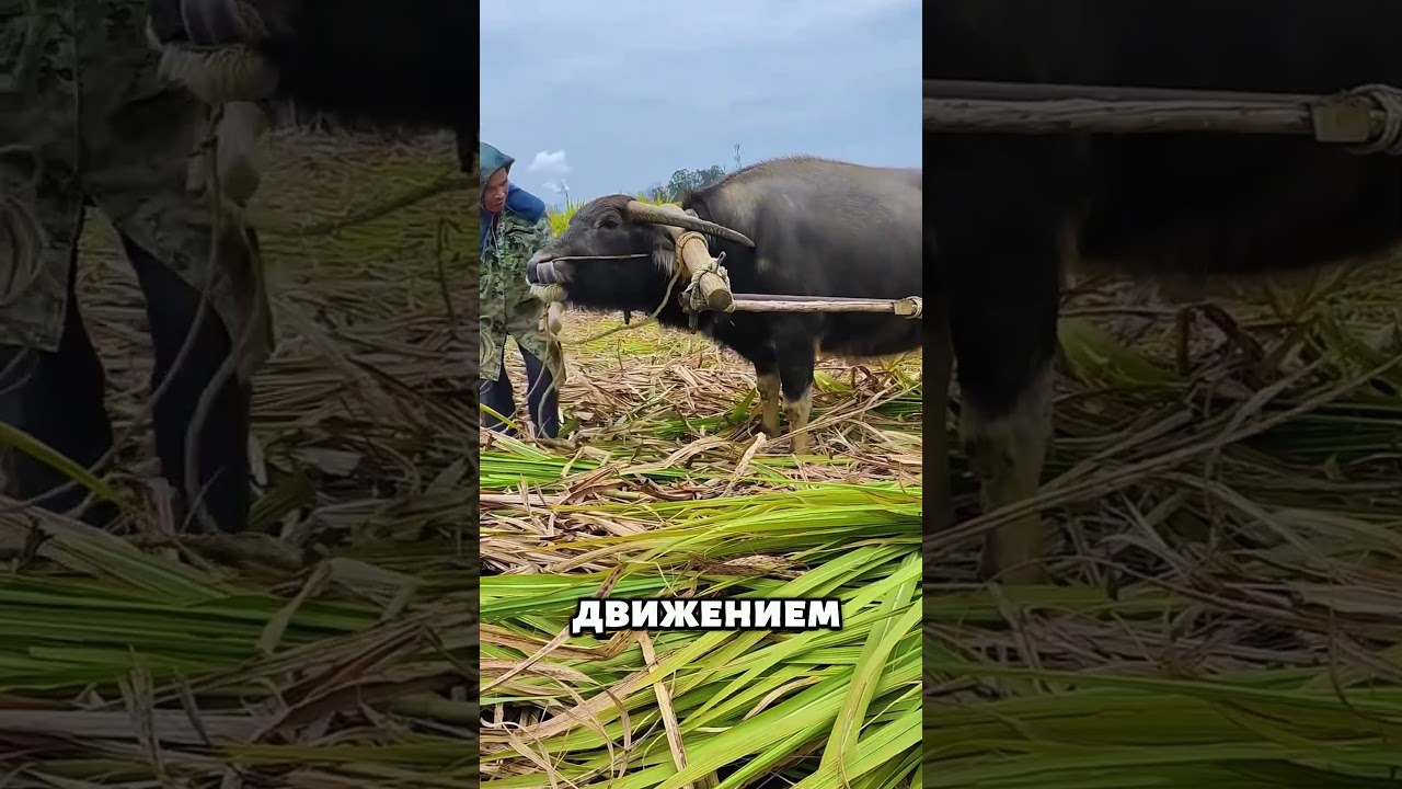 Бык, который понимает своего хозяина! Поднял груз одним движением