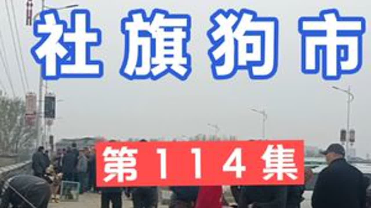 第114集 社旗狗市 这集有藏獒，马犬，红狼，五红犬，史宾格 第114集 社旗狗市 这集有藏獒，马犬，红狼，五红犬，史宾格，法斗，比格。#狗市 #社旗狗市 #狗狗