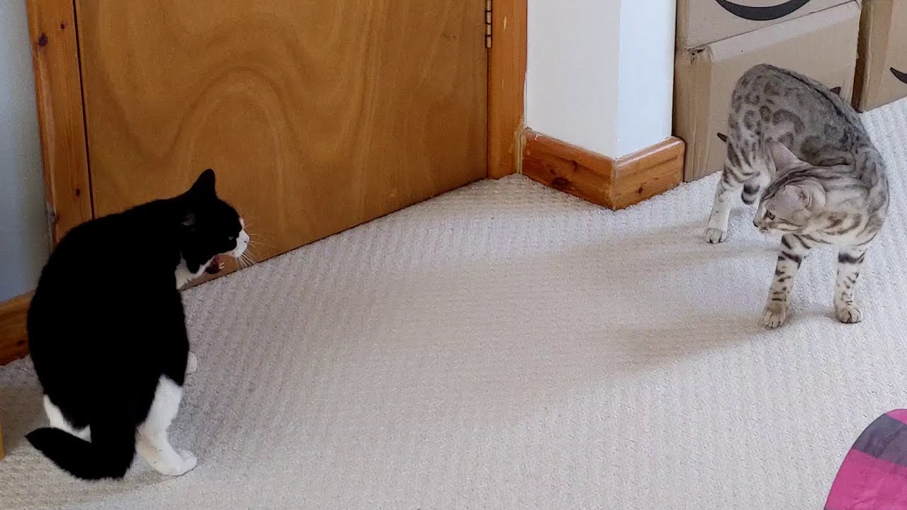 Naughty Bengal Kitten Annoys Older Cat | 4K