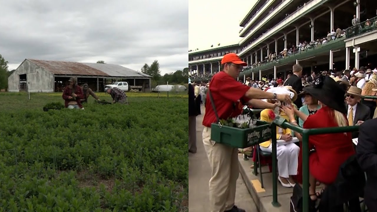 Mint for Kentucky Derby's Mint Juleps is Grown in Kentucky - Kentucky Edition | KET