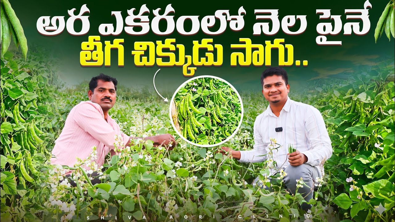 Broad Beans Farming | నెల పై తీగ చిక్కుడు సాగు |Chikkudu Sagu In Telugu | Shiva Agri Clinic