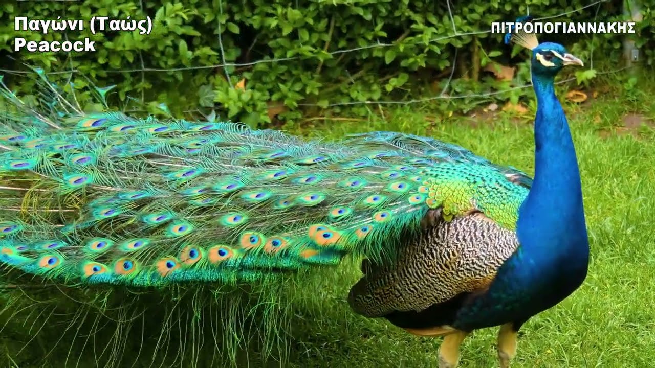 &Pi;&alpha;&gamma;ώ&nu;&iota; &Tau;&alpha;ώ&sigmaf; Peacock bird reptile snake fish animal &psi;ά&rho;&iota; &zeta;ώ&alpha; &zeta;&omega;&omicron;&lambda;&omicron;&gamma;ί&alpha;