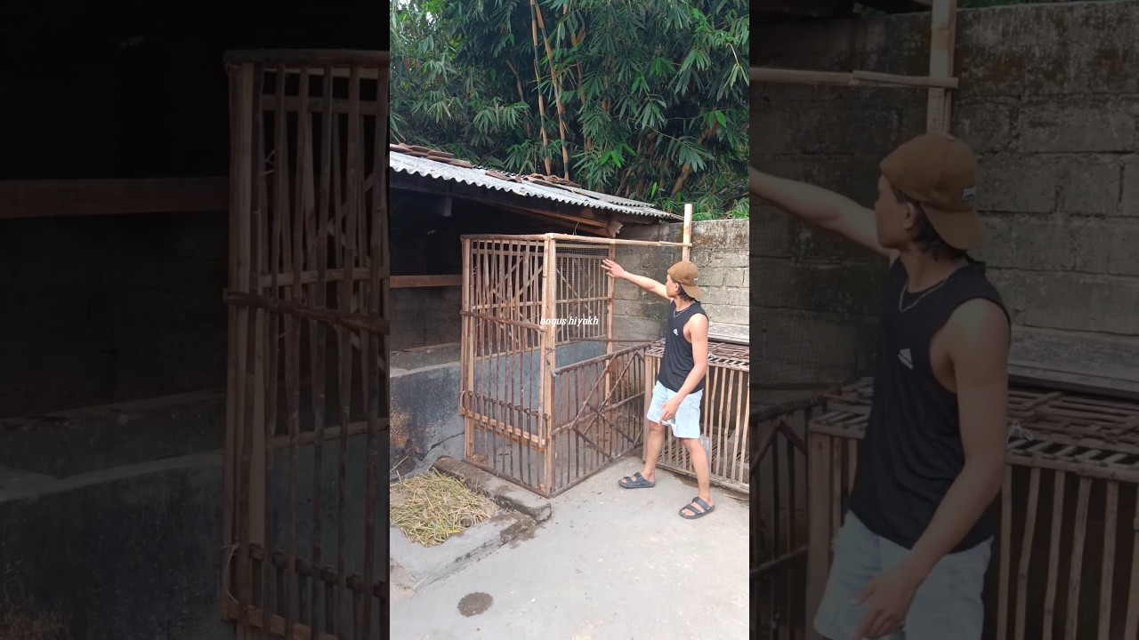 buat kandang umbaran ukuran 2 meter🥶 #animals #hewanpeliharaan #shorts #animalshorts #bangkokthailan