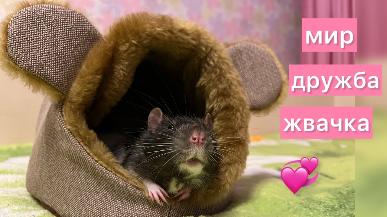 Мир, дружба, жвачка. #rats #крысы #cute 
