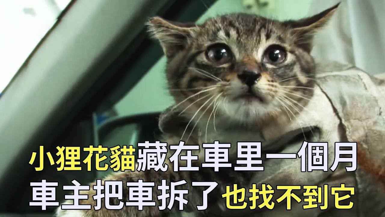 貓咪藏在車裡一個月，車主把車拆了都找不到它，最後在一個奇葩位置抓住了小貓【小奶狗觀影】