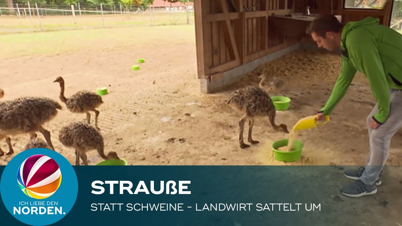 Strauße statt Schweine: Landwirt aus Bad Fallingbostel sattelt um