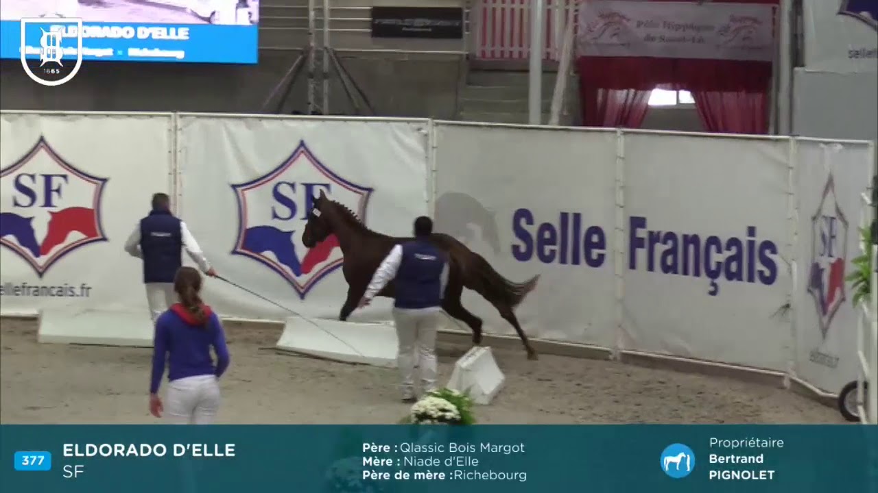 Championnat des Étalons Selle Français - Saint Lô 2017 - Etalons 3 ans Agréés 2018