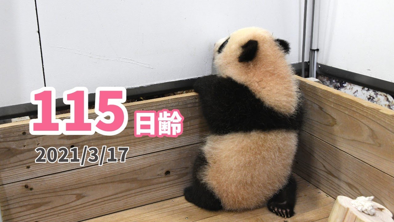【パンダの赤ちゃん】木箱の外に出たい？！スタッフも目が離せない（115日齢）