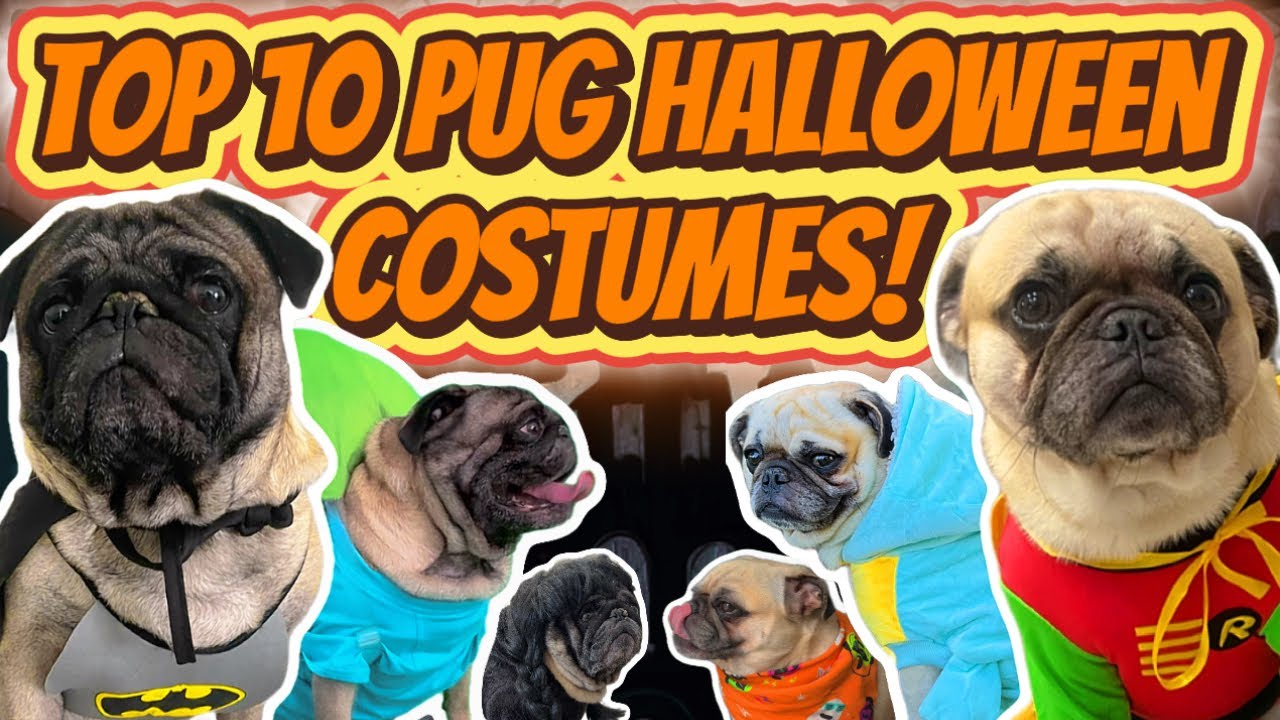 Pug Halloween Costumes Guaranteed to Make You Smile! (Top 10 Pug Costumes!)