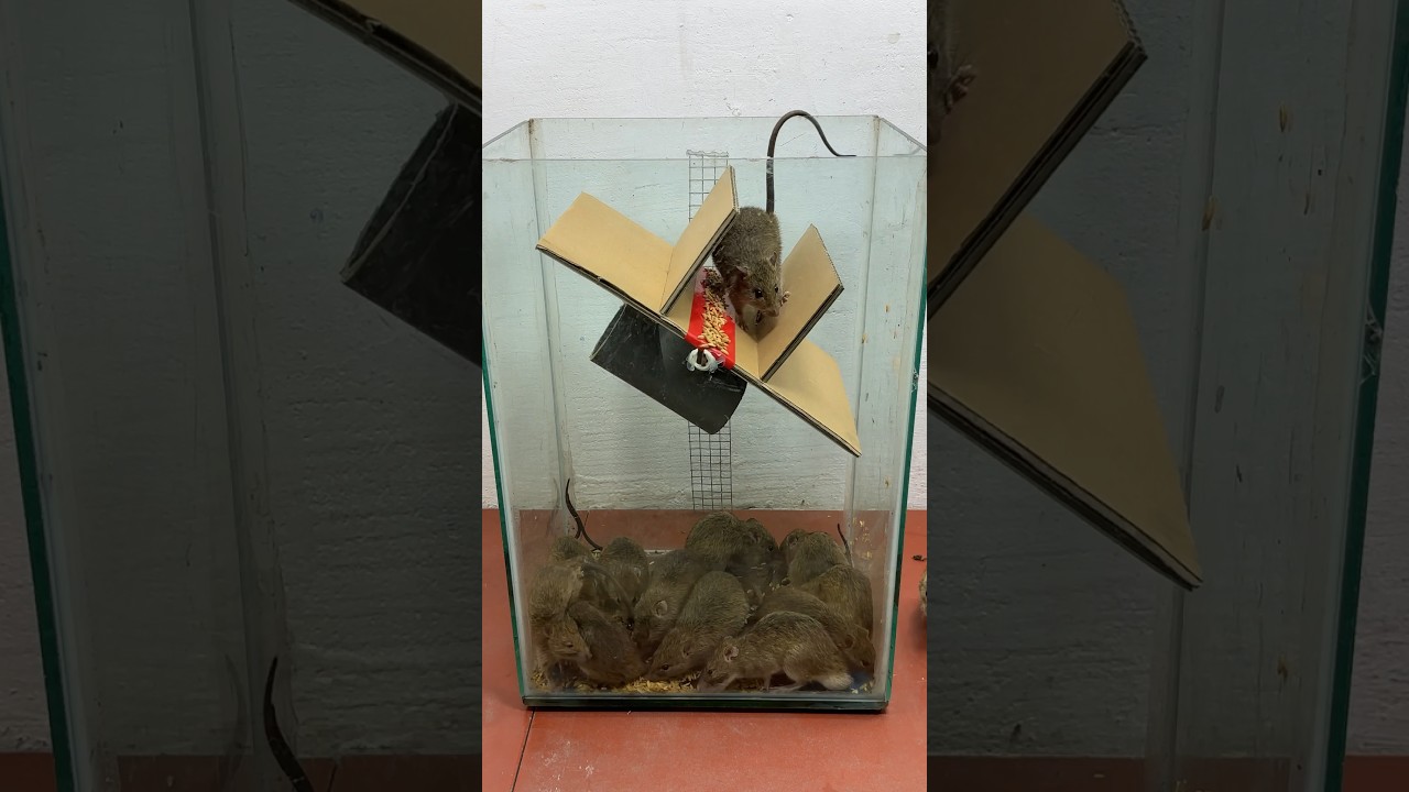 Extremely perfect homemade mouse trap idea #mousetrap #rattrap #rat #shorts