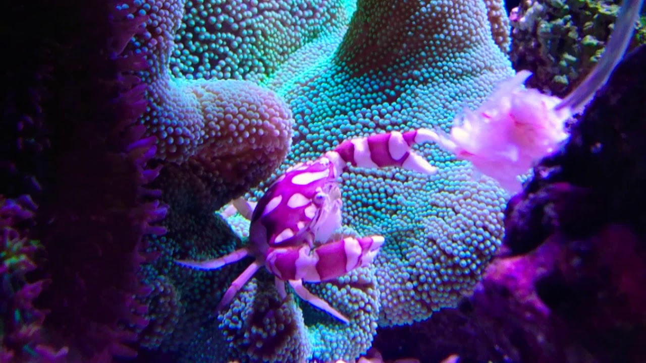 Harlequin crab in carpet anemone