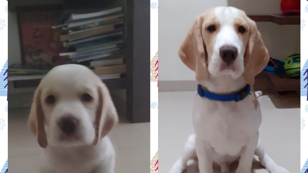 Beagle puppy growing up #Shorts