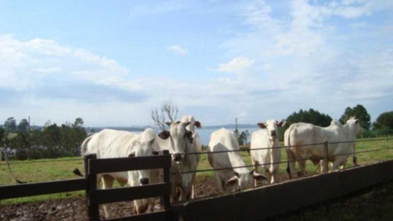 Fazenda ESPETACULAR EM AVARÉ-SP  (260 Alqueires Paulista)