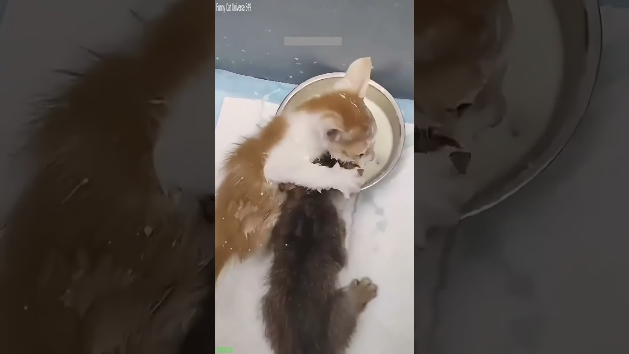 Funny Pets ❤️ funny cats compilation 🐱 # Part 7121